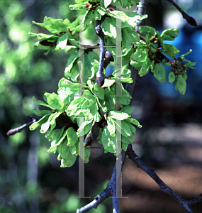 Picture of Ulmus glabra 'Camperdownii'