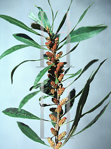 Picture of Myrica cerifera 