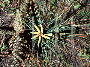 Picture of Pinus taeda 