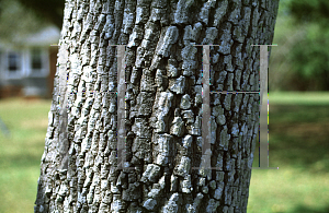 Picture of Diospyros virginiana 