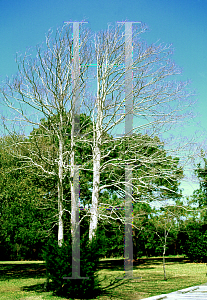 Picture of Diospyros virginiana 