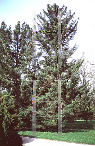 Picture of Picea alcoquiana 