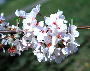 Picture of Prunus x yedoensis 