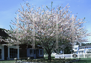 Picture of Prunus x yedoensis 