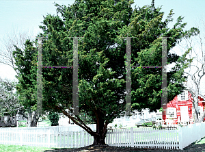 Picture of Juniperus virginiana 