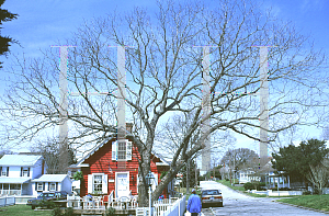 Picture of Carya illinoinensis 