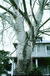 Picture of Populus alba 