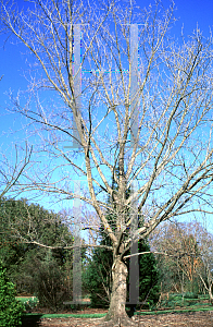 Picture of Pterocarya stenoptera 