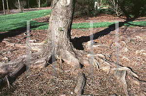 Picture of Pterocarya stenoptera 