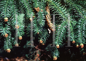 Picture of Cunninghamia lanceolata 