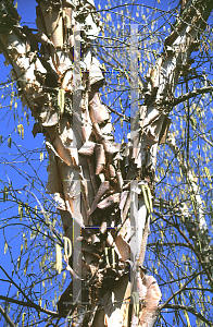 Picture of Betula nigra 'Cully (Heritage)'