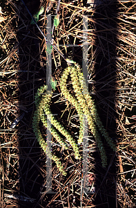 Picture of Betula nigra 'Cully (Heritage)'