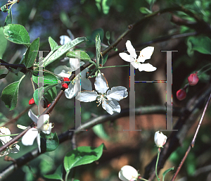 Picture of Malus x 'Callaway'