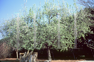 Picture of Malus x 'Callaway'
