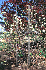 Picture of Fothergilla gardenii 