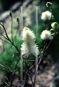 Picture of Fothergilla gardenii 