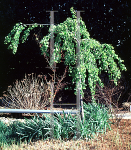 Picture of Cercidiphyllum japonicum 'Pendulum'
