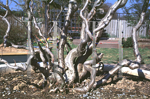 Picture of Corylus avellana 'Contorta'