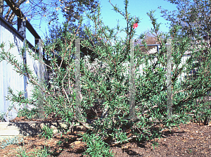 Picture of Prunus persica 'NCSU Dwarf Double Red'