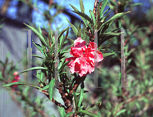 Picture of Prunus persica 'NCSU Dwarf Double Red'