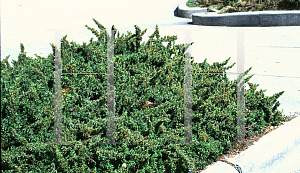 Picture of Juniperus conferta 