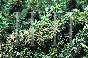 Picture of Juniperus conferta '~Species'