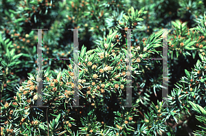 Picture of Juniperus conferta 