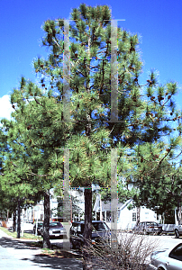 Picture of Pinus taeda 