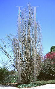 Picture of Quercus robur 'Fastigiata'