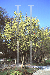 Picture of Cornus mas 