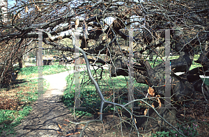 Picture of Fagus sylvatica 'Tortuosa'