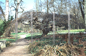 Picture of Fagus sylvatica 'Tortuosa'