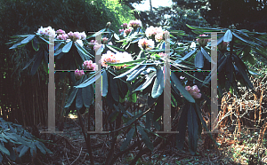 Picture of Rhododendron calophytum 