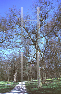 Picture of Celtis sinensis 