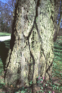 Picture of Celtis sinensis 