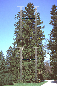 Picture of Picea abies 'Gregoryana Parsonii'