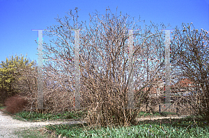 Picture of Viburnum lantana 