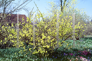 Picture of Forsythia x intermedia 'Lynwood'