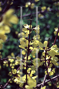 Picture of Forsythia x intermedia 'Lynwood'