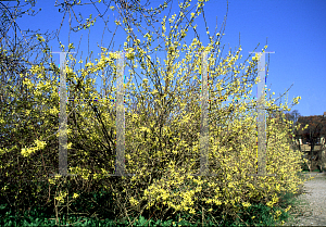 Picture of Forsythia giraldiana 