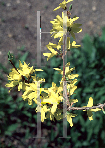 Picture of Forsythia giraldiana 