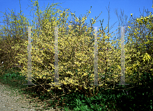 Picture of Forsythia ovata 'Robusta'