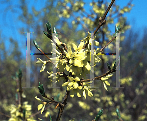 Picture of Forsythia ovata 'Robusta'