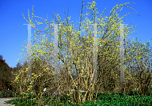 Picture of Forsythia suspensa 