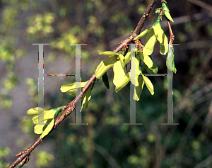 Picture of Forsythia suspensa 