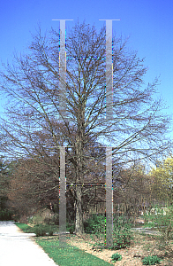 Picture of Fagus sylvatica 