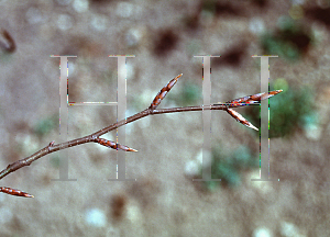 Picture of Fagus sylvatica 