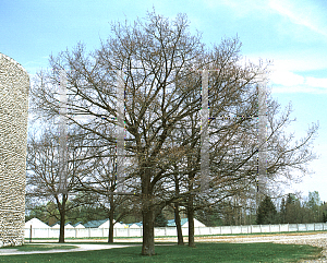 Picture of Quercus robur 