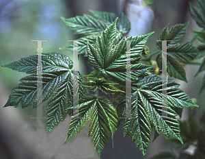 Picture of Acer pseudoplatanus 