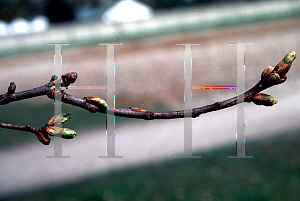 Picture of Acer pseudoplatanus '~Species'